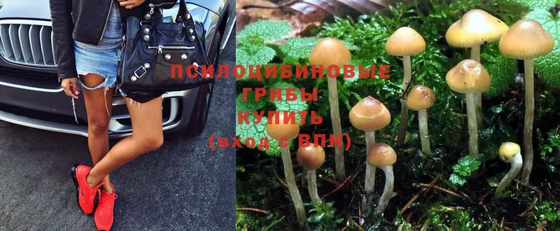 Псилоцибиновые грибы Psilocybine cubensis Татарск